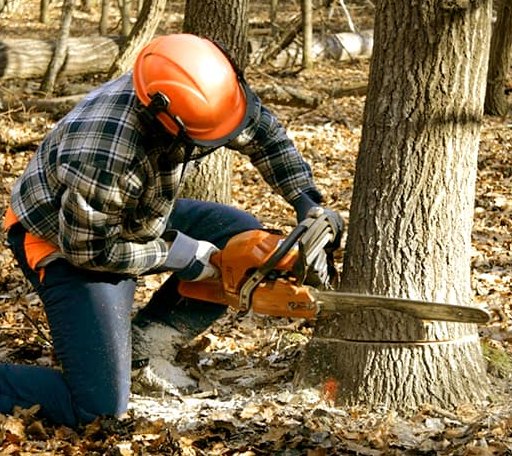 Tree Removal in Worthing, SD